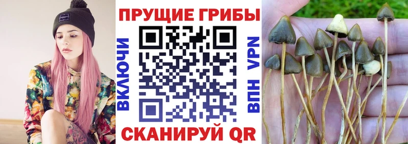 Галлюциногенные грибы Psilocybe Купить Исилькуль